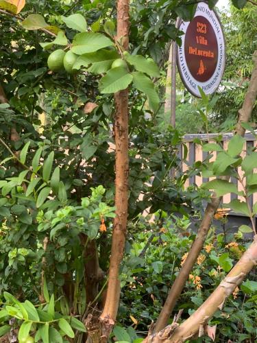 a sign in front of a tree with fruit at Villa DeLorenta in Anuradhapura