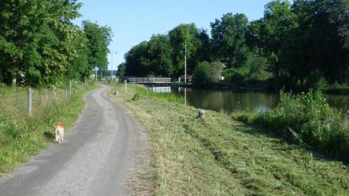 a dog walking down a dirt road next to a river at Gästvåning i Hajstorp in Töreboda