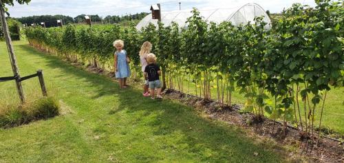 two children are walking through a row of vines at De Weitens Valkenswaard in Valkenswaard