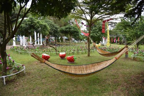 two hammocks in a park with apples on the grass at ฺBaan Rai Ing Doi in Chaiyaphum