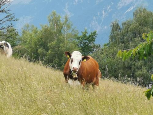 a brown and white cow standing in a field at Lamplhof in Wiesing