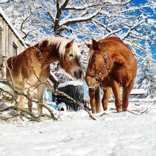 two horses standing next to each other in the snow at Lamplhof in Wiesing