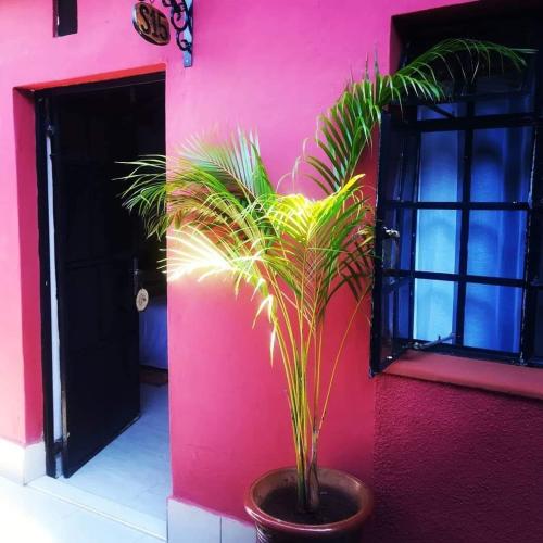 a plant in a pot in front of a pink wall at Sunview Lodge & Restaurant in Libwezi
