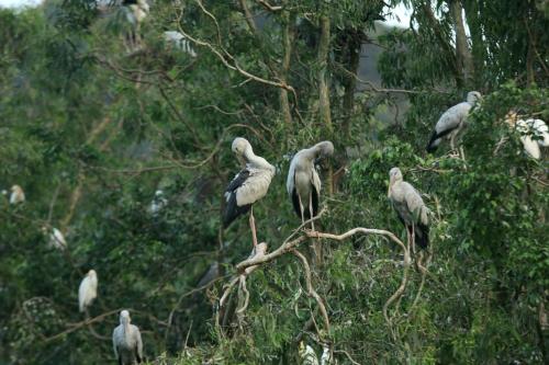 a group of birds sitting on a tree branch at Lotus Hotel Ninh Bình in Ninh Binh