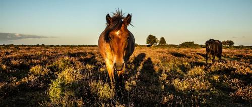 a horse walking in a field with a cow at No 7 Woods View in Bournemouth
