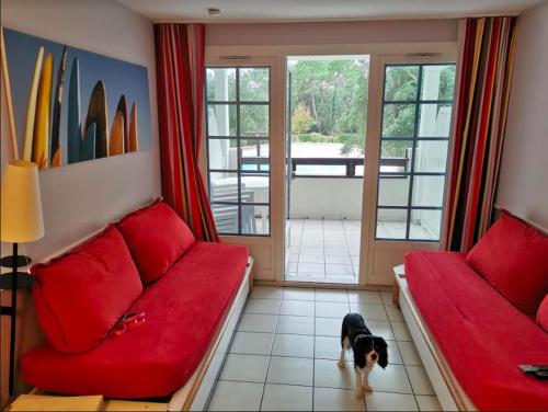 a dog standing in a living room with a red couch at Great condo between golf course and beach in Moliets-et-Maa