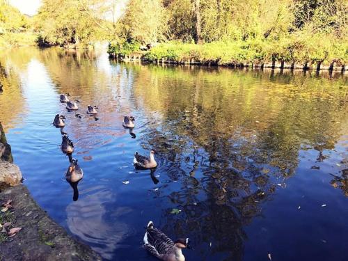a group of ducks swimming in a river at Chez Simon et Loreline Yerres proche Paris Orly Disney in Yerres