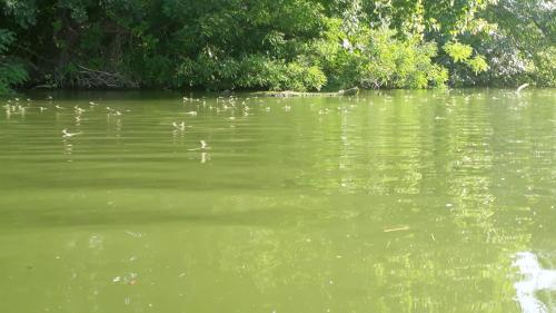 Permandangan sungai dekat dengan rumah tamu ini