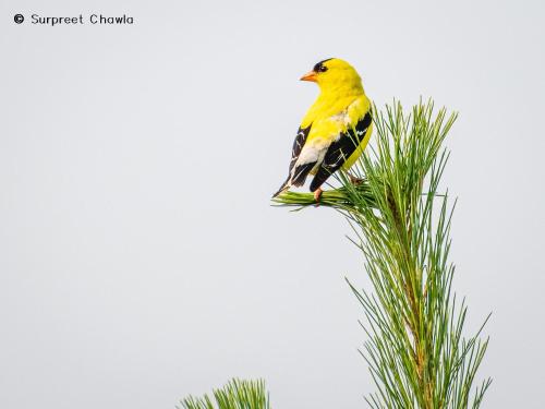 a yellow bird perched on the top of a pine tree at Private Hot Tub - Private Front Yard with Mountain View Patio in Canmore