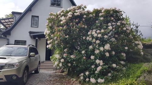 a large bush of flowers in front of a house at Skały Spały in Przesieka