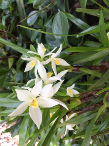 a group of white flowers with green leaves at The Garden Apartment at The Hacienda in Boquete