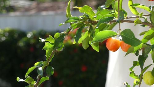 a bunch of oranges hanging from a tree at Estrela Azul Guest House Búzios in Búzios