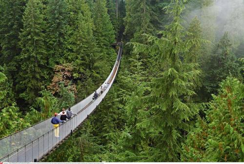 a group of people on a suspension bridge in the forest at Morpho Casa Vacacional in Fortuna