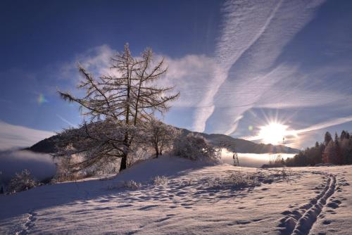 a tree on top of a snow covered slope with the sun at Gasthof Hirschenwirt in Schöder