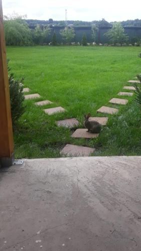 a rabbit sitting on the grass near a field at Garden Pypa in Vânătorii Mici