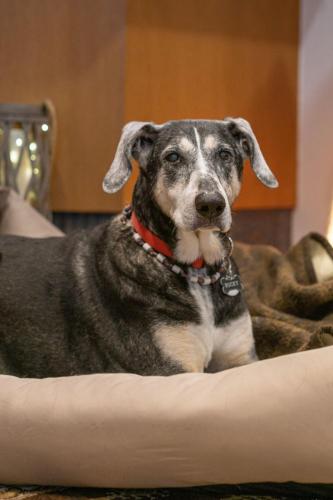 a dog sitting on a bed with a red collar at Hotel Kelkheimer Hof in Kelkheim