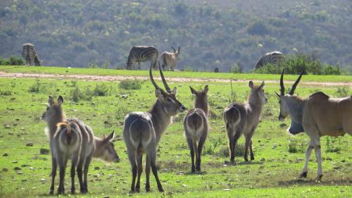 Altri animali domestici presso il lodge o nei dintorni
