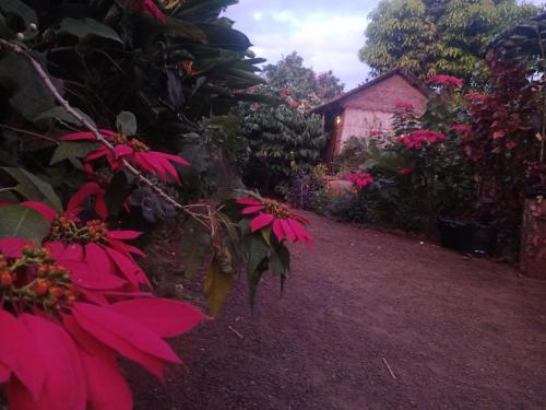 a garden with pink flowers and a house in the background at Tribal Village Homestay & Trekking in Banlung