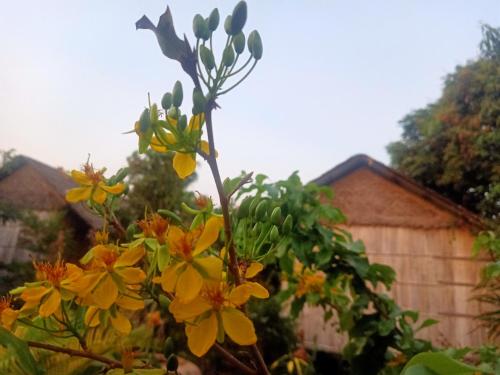 a plant with yellow flowers in front of a fence at Tribal Village Homestay & Trekking in Banlung