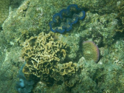 a coral reef with a blue object on it at Tao Thong Villa 2 in Ko Tao