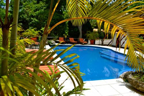 a swimming pool with palm trees and chairs at Jungle Lodge Tikal Hostal in Tikal