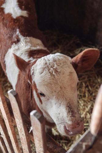 a brown and white cow standing behind a fence at Kačara Vodeničko brdo in Pranjani