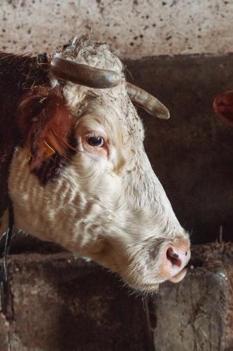 a brown and white cow is looking at the camera at Kačara Vodeničko brdo in Pranjani