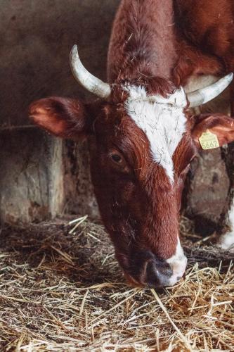 a brown and white cow standing in some hay at Kačara Vodeničko brdo in Pranjani
