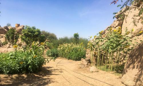 a garden with sunflowers on a dirt road at Eco Nubia in Aswan