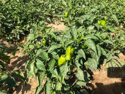 a group of peppers growing in a field at Eco Nubia in Aswan