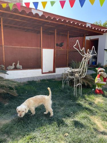 a dog walking in the grass in front of a house at Hotel Costa Andina in Moche