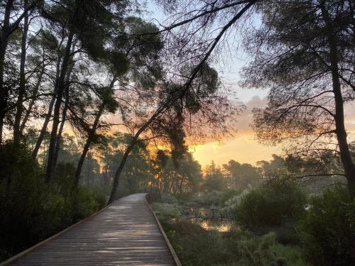 a wooden path through a forest at sunset at Divjaka Apartments 3 - City Center in Divjakë
