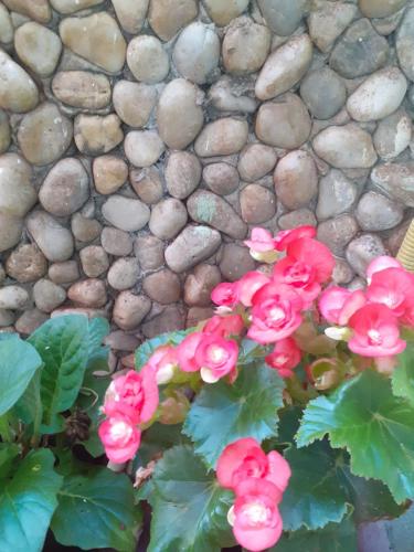 a bunch of pink flowers on a plant next to rocks at Pousada Recanto das Flores in Praia de Moitas