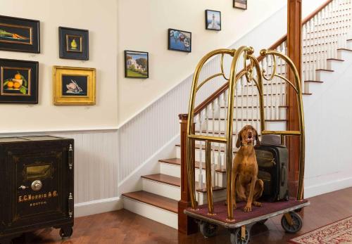 a dog sitting on a cart in a room with stairs at Lord Camden Inn in Camden