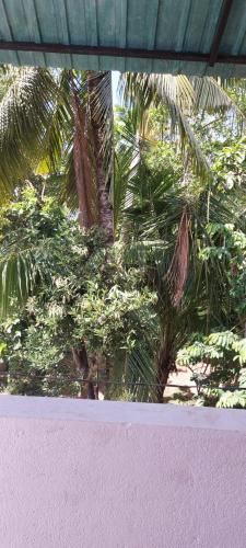 Um jardim em Disa Residence
