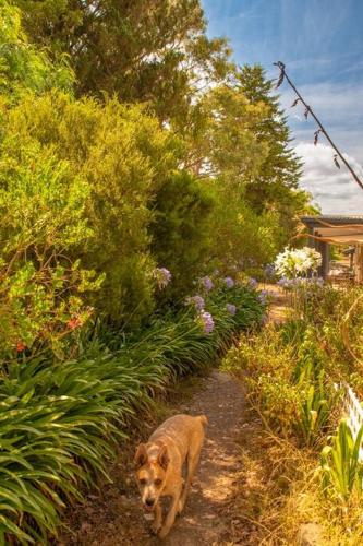 宿泊客と一緒にThe views!Lovely apartment on acreage with magnificent views, dog friendlyに滞在中のペット