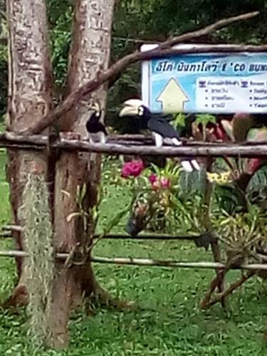 a bird sitting on a fence in a garden at Eco Bungalow in Ko Phayam