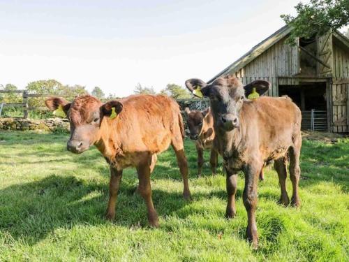 two cows standing in a field next to a barn at Panoramic Mountain Retreat - Waen Fechan - 4x4 access only in Dolgellau