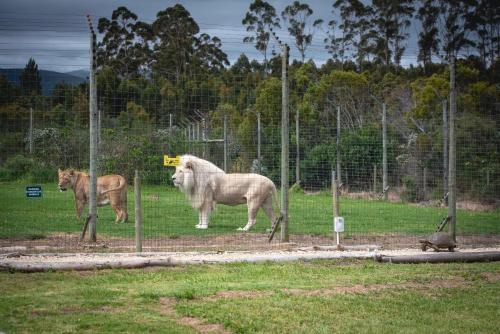 two horses standing in a field behind a fence at Tenikwa Wildlife Centre & Spa in Plettenberg Bay
