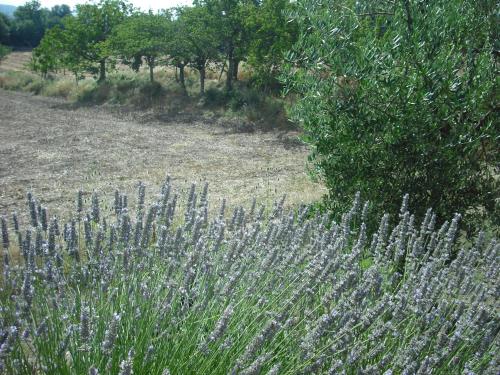 a field of purple flowers in front of a tree at Agriturismo La Scarpaia in Anghiari