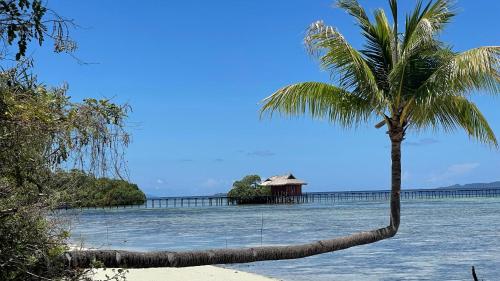 a palm tree on a beach with a pier in the water at Nyande Raja Ampat in Pulau Mansuar