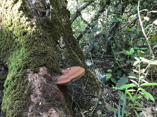 a mushroom growing on the side of a tree at Tenikwa Wildlife Centre & Spa in Plettenberg Bay