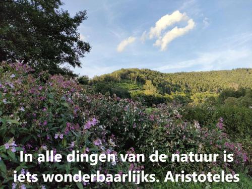 a field of flowers with the words in all nitrogen van der nemenoir les at Golden Lion in Bouillon