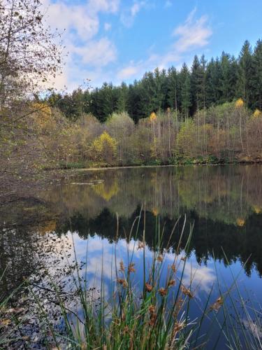 a view of a lake with trees in the background at Im alten Rathaus in Bad Liebenstein