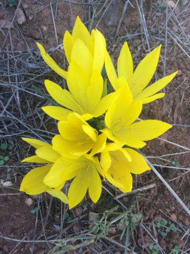 a yellow flower is on the ground at Anarada Guesthouse in Synikia Mesi Trikalon
