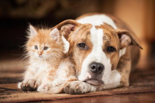 a dog and a kitten laying next to each other at Kyriad Restaurant Centre SPA Vichy in Vichy
