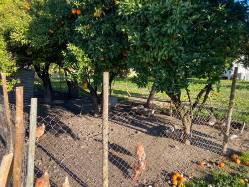 a flock of chickens standing next to an orange tree at Quinta Monteiro de Matos - Enoturismo in Santarém