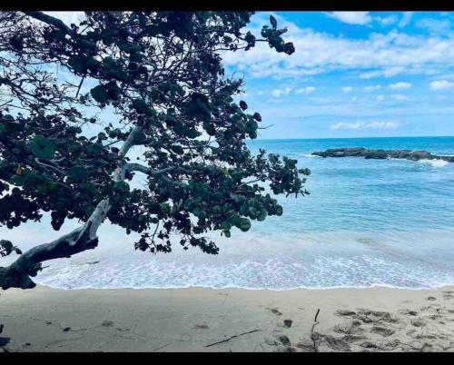 a tree on a beach near the ocean at Natty’s Cozy Beach house in Hanover Jamaica in Point