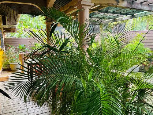 a large green plant sitting next to a building at Effie Mountain View coco villa in Mahe