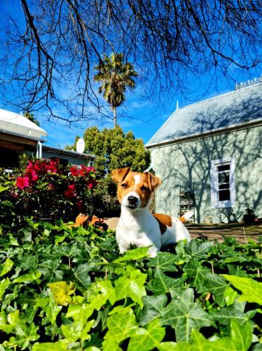 a brown and white dog sitting in a field of ivy at La Rochelle in Wellington